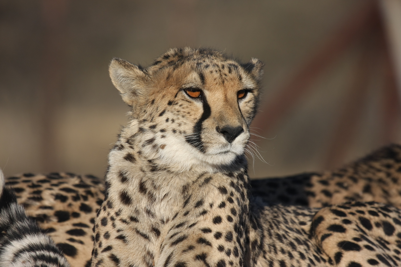 [7210] 2016_06_23_11_21_21_Africa_Canon_EOS_40D_IMG__08896.jpg