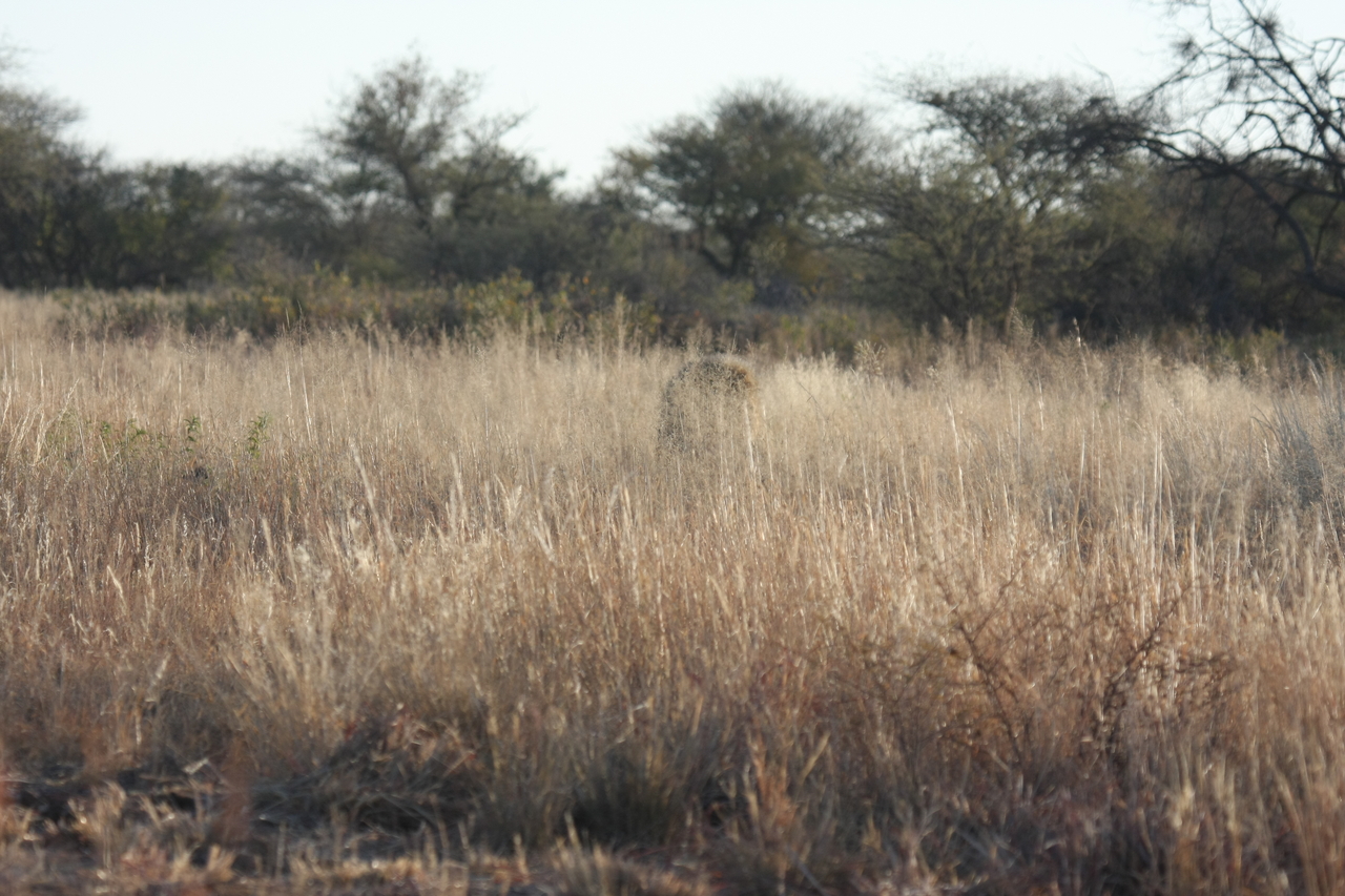 [7265] 2016_06_23_11_39_08_Africa_Canon_EOS_40D_IMG__01466.jpg