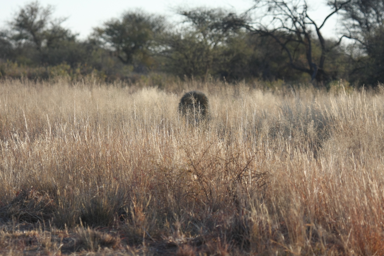 [7273] 2016_06_23_11_39_10_Africa_Canon_EOS_40D_IMG__08915.jpg