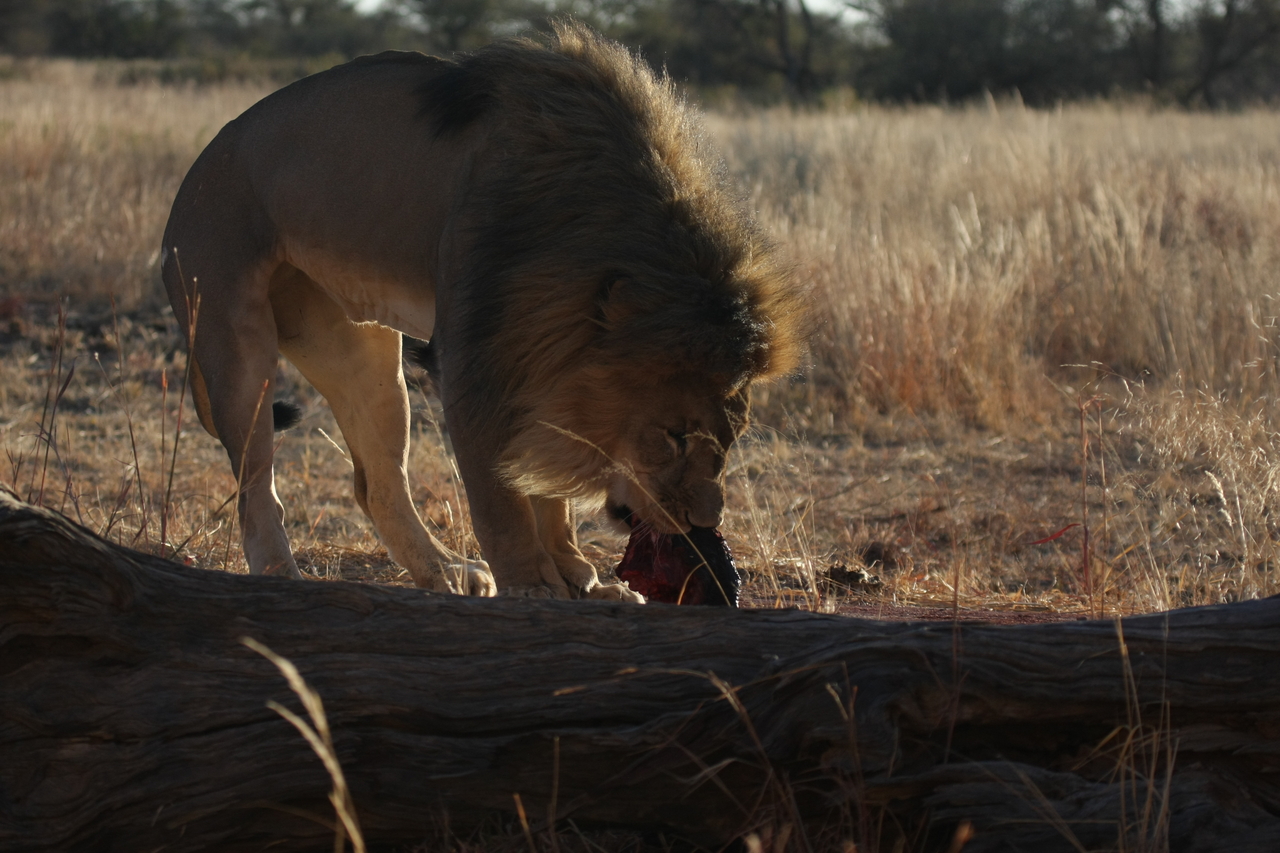 [7354] 2016_06_23_11_39_28_Africa_Canon_EOS_40D_IMG__08942.jpg