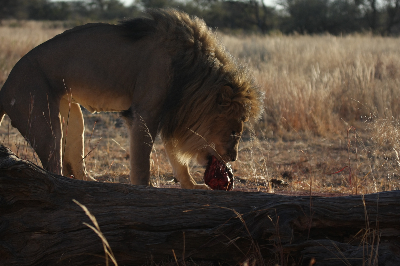 [7359] 2016_06_23_11_39_29_Africa_Canon_EOS_40D_IMG__01498.jpg