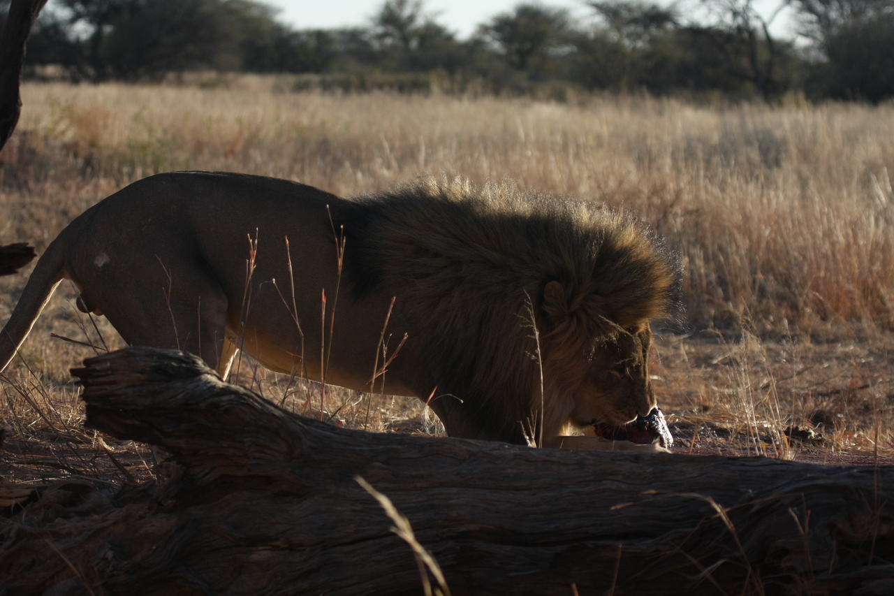 [7363] 2016_06_23_11_39_32_Africa_Canon_EOS_40D_IMG__01499.jpg