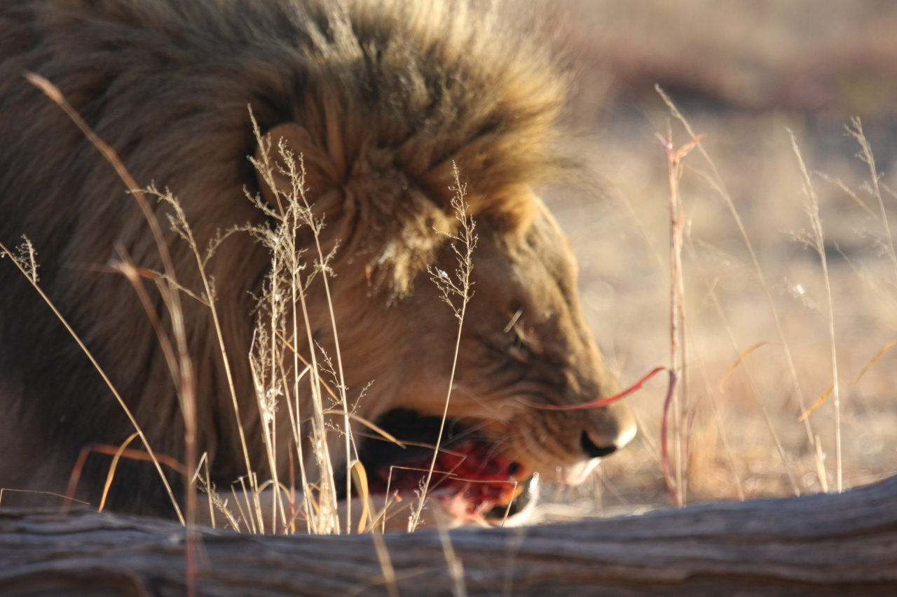 [7399] 2016_06_23_11_40_17_Africa_Canon_EOS_40D_IMG__08957.jpg