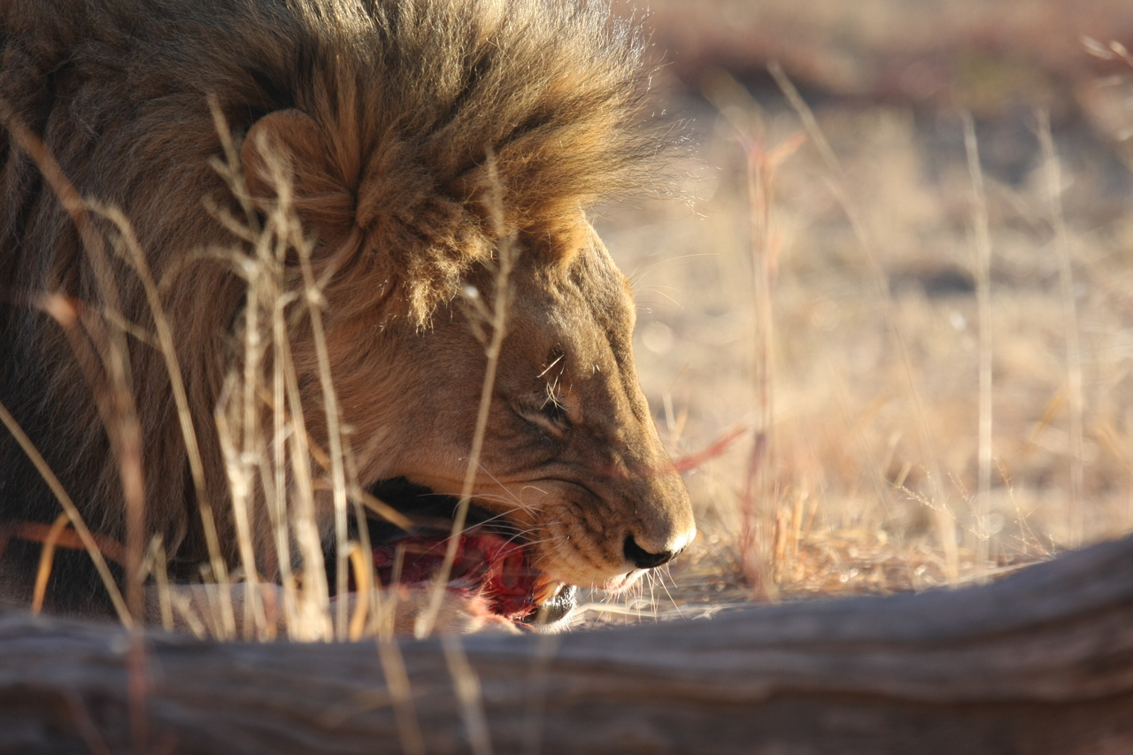 [7409] 2016_06_23_11_40_20_Africa_Canon_EOS_40D_IMG__01513.jpg