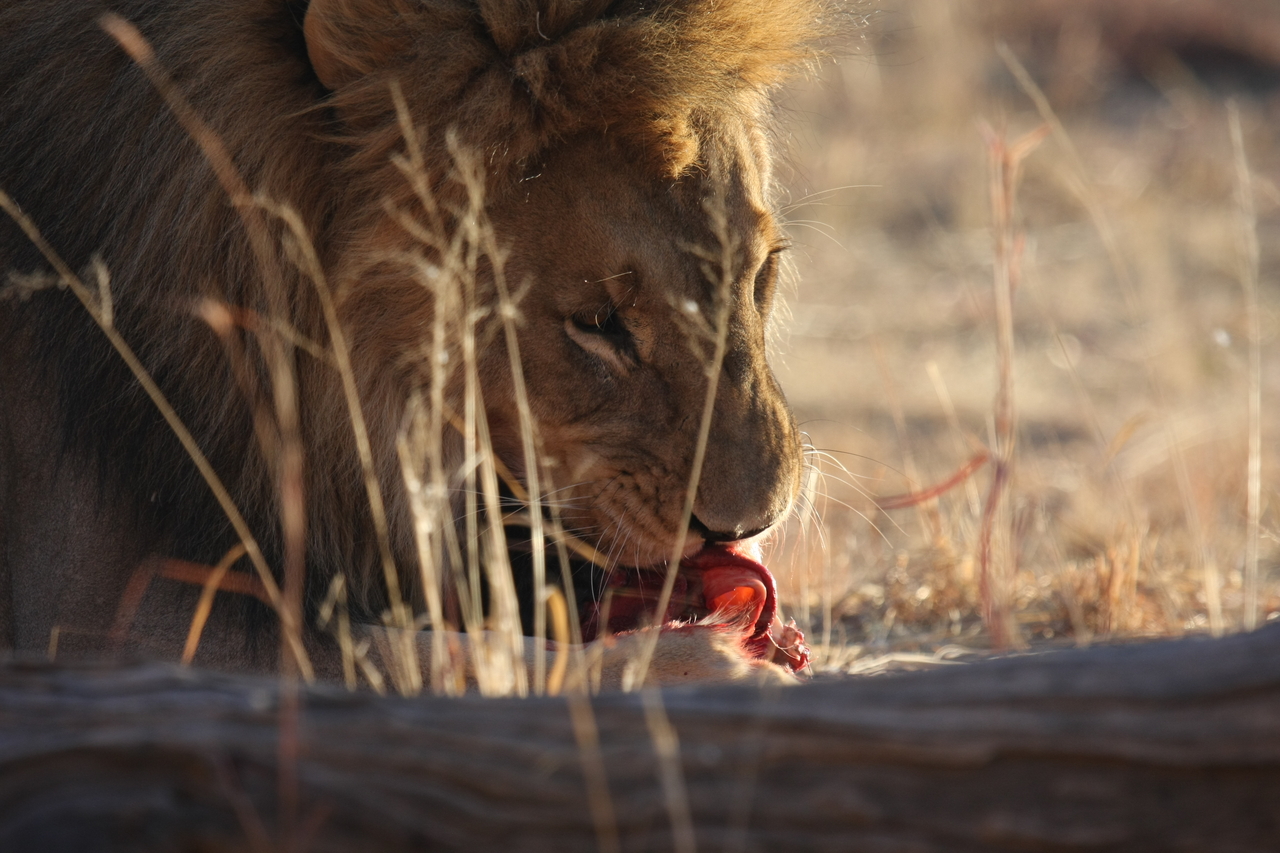 [7419] 2016_06_23_11_40_34_Africa_Canon_EOS_40D_IMG__08963.jpg