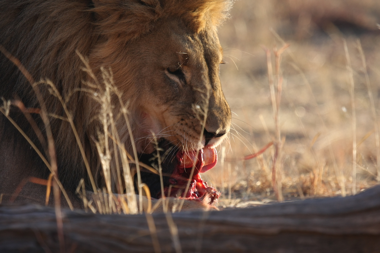 [7422] 2016_06_23_11_40_35_Africa_Canon_EOS_40D_IMG__08964.jpg