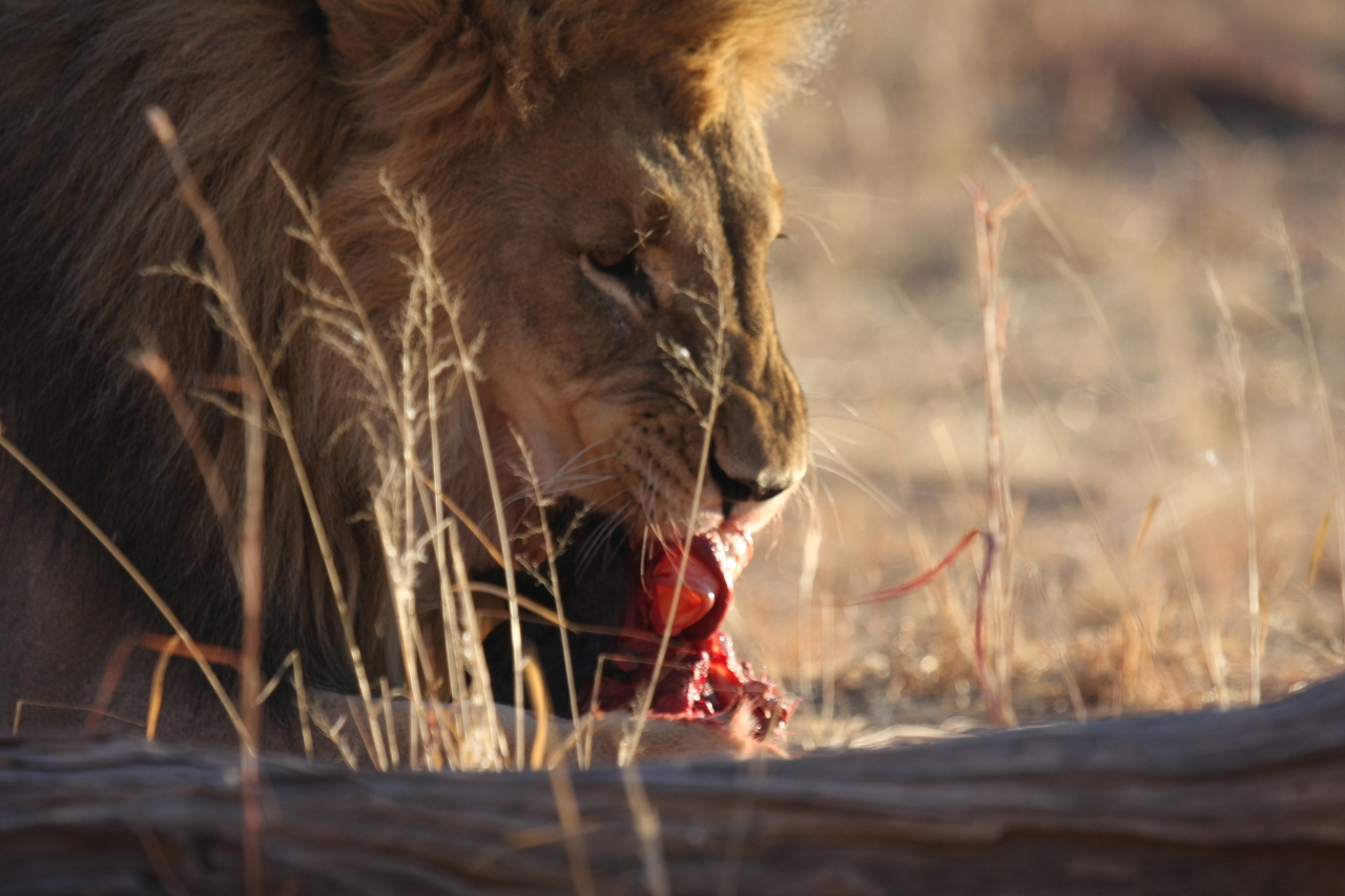 [7423] 2016_06_23_11_40_36_Africa_Canon_EOS_40D_IMG__00684.jpg