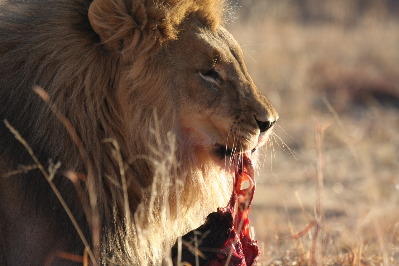 [7428] 2016_06_23_11_40_36_Africa_Canon_EOS_40D_IMG__01520.jpg