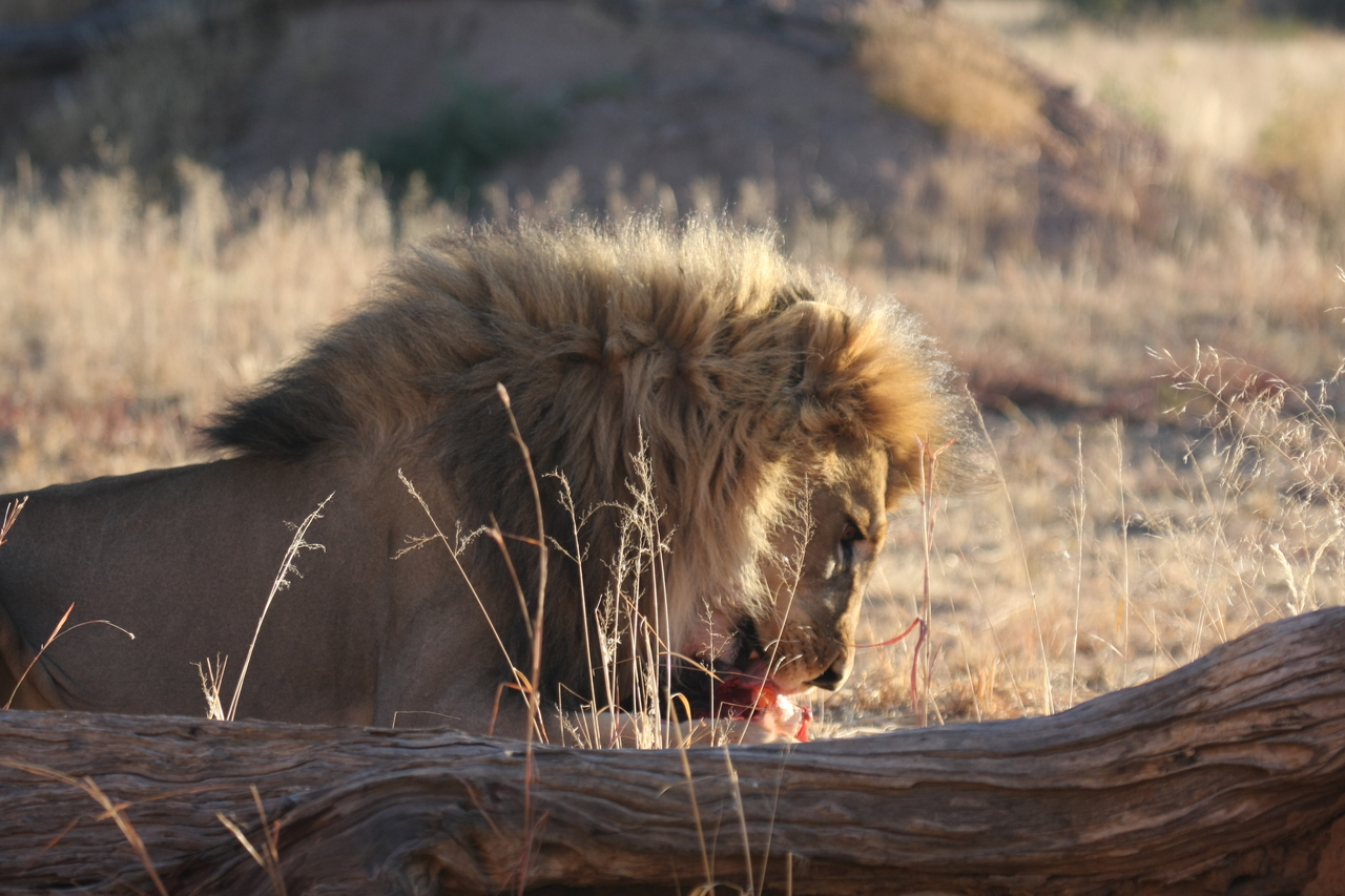 [7438] 2016_06_23_11_40_42_Africa_Canon_EOS_40D_IMG__01523.jpg