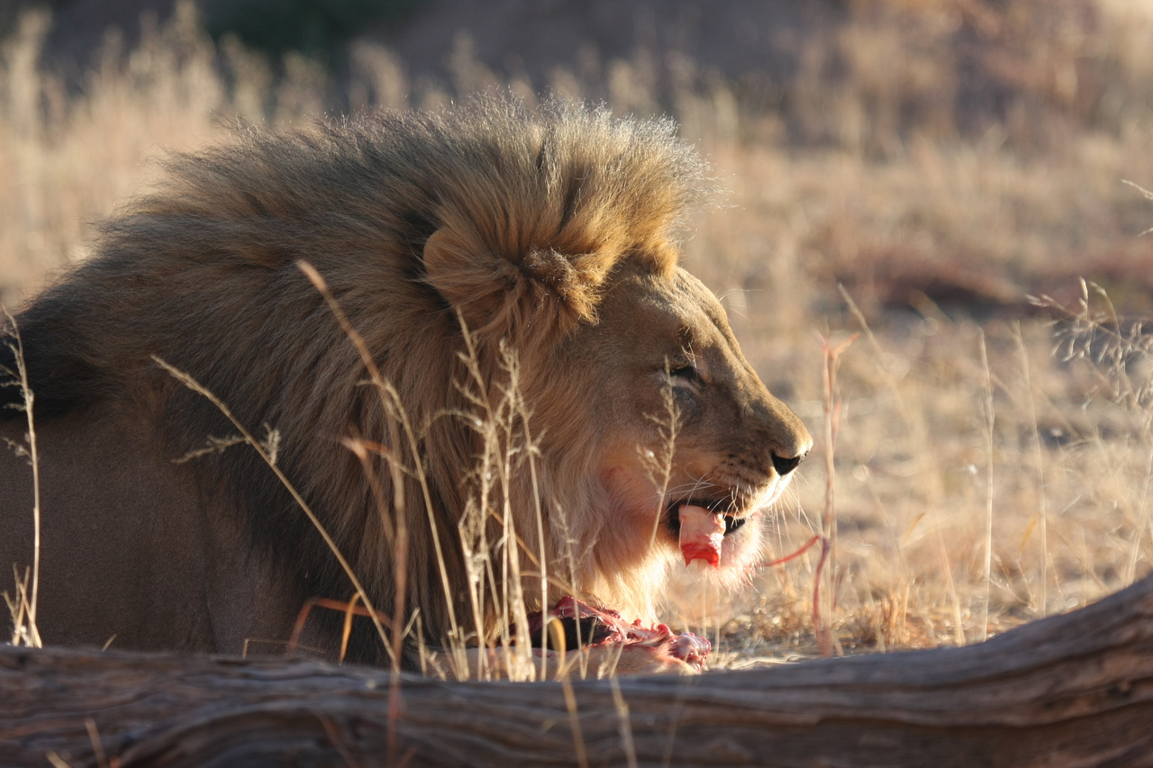 [7465] 2016_06_23_11_40_51_Africa_Canon_EOS_40D_IMG__00698.jpg