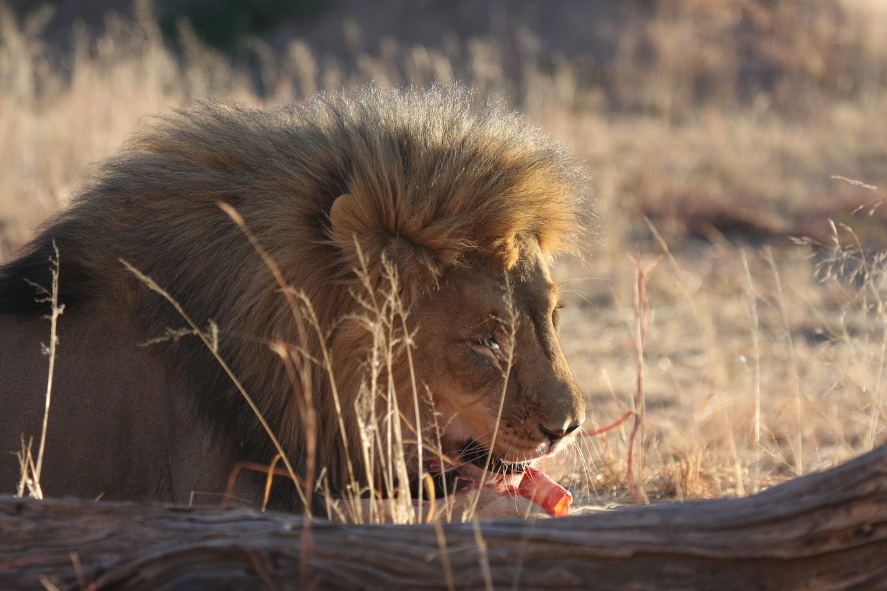 [7472] 2016_06_23_11_40_51_Africa_Canon_EOS_40D_IMG__08980.jpg