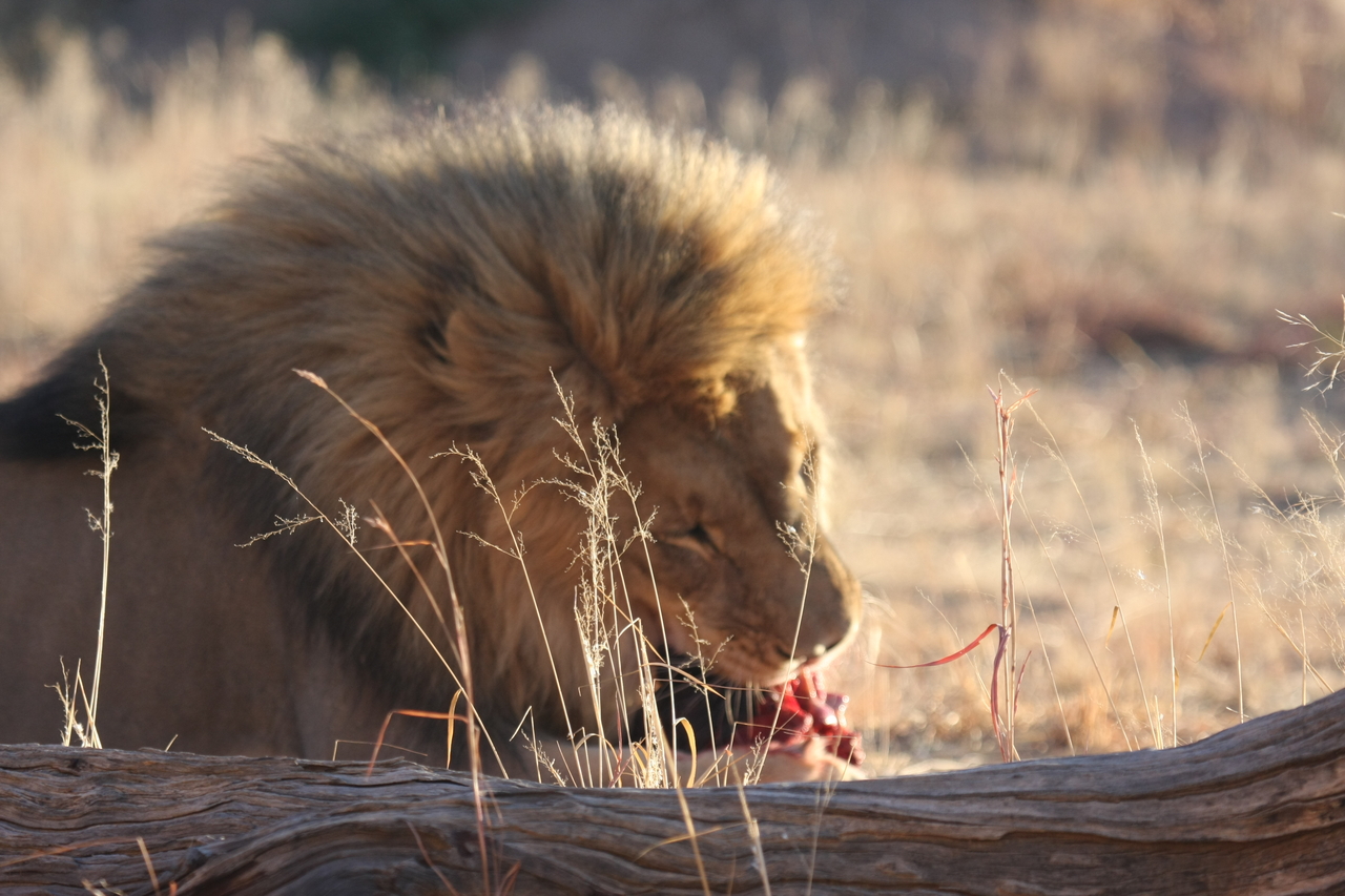 [7481] 2016_06_23_11_40_57_Africa_Canon_EOS_40D_IMG__01537.jpg