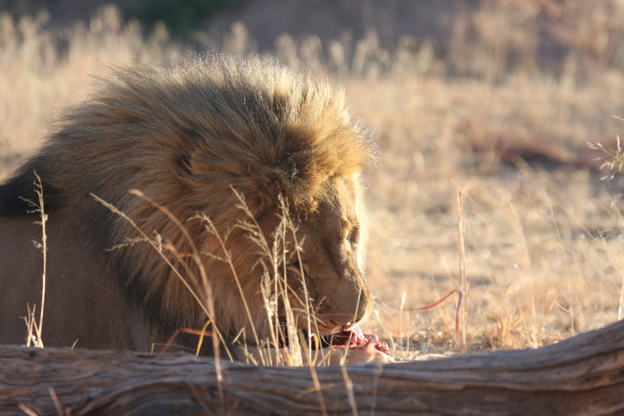 [7482] 2016_06_23_11_40_57_Africa_Canon_EOS_40D_IMG__01538.jpg