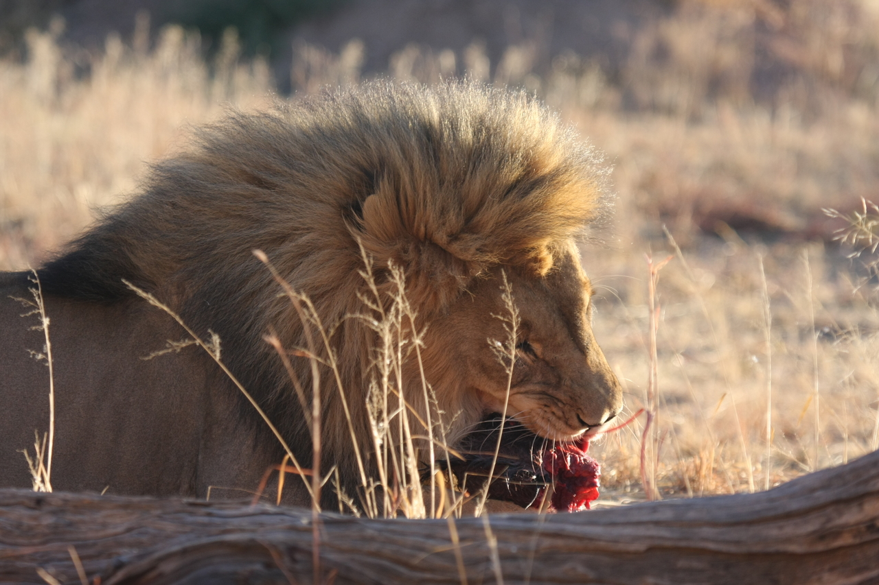 [7486] 2016_06_23_11_41_00_Africa_Canon_EOS_40D_IMG__00705.jpg