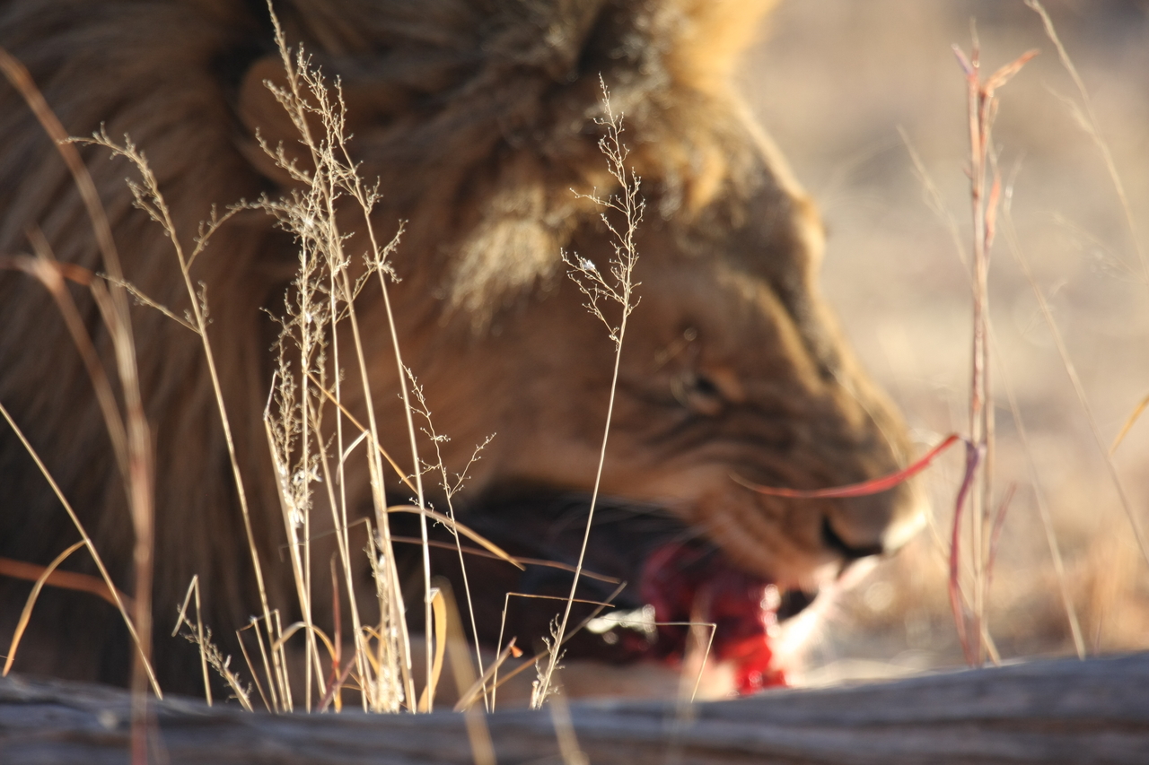 [7501] 2016_06_23_11_41_07_Africa_Canon_EOS_40D_IMG__01542.jpg