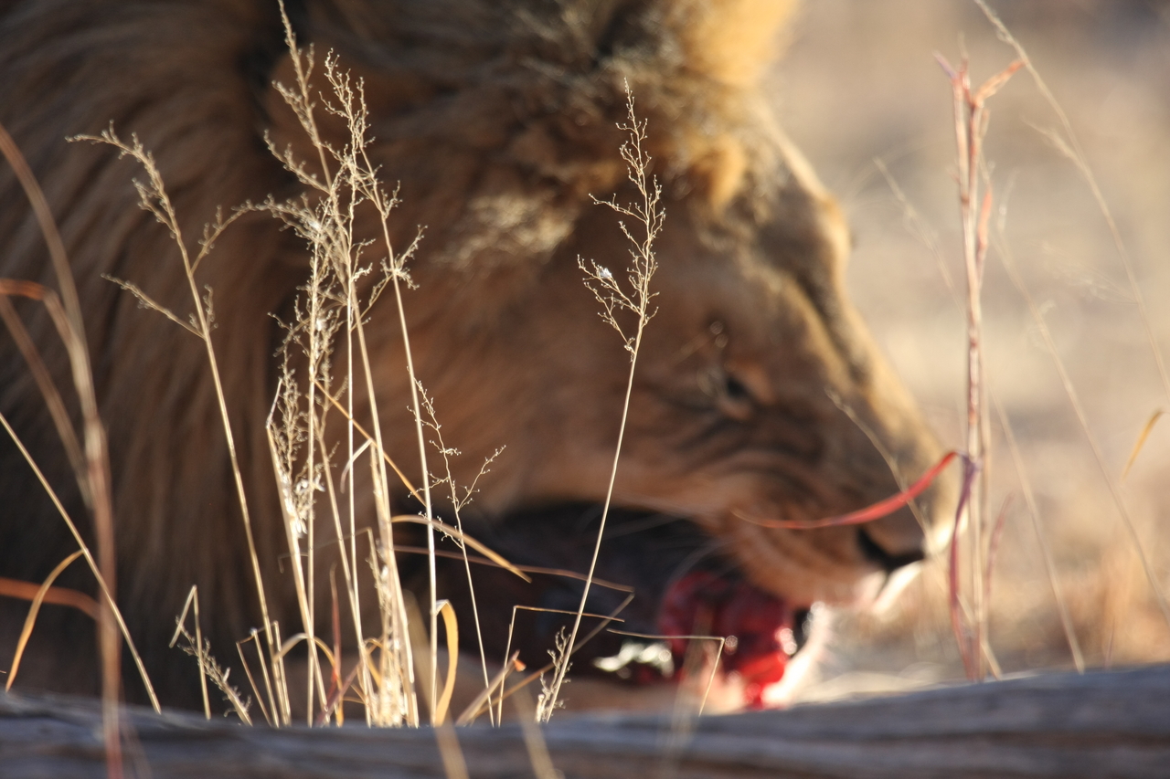 [7504] 2016_06_23_11_41_07_Africa_Canon_EOS_40D_IMG__08990.jpg