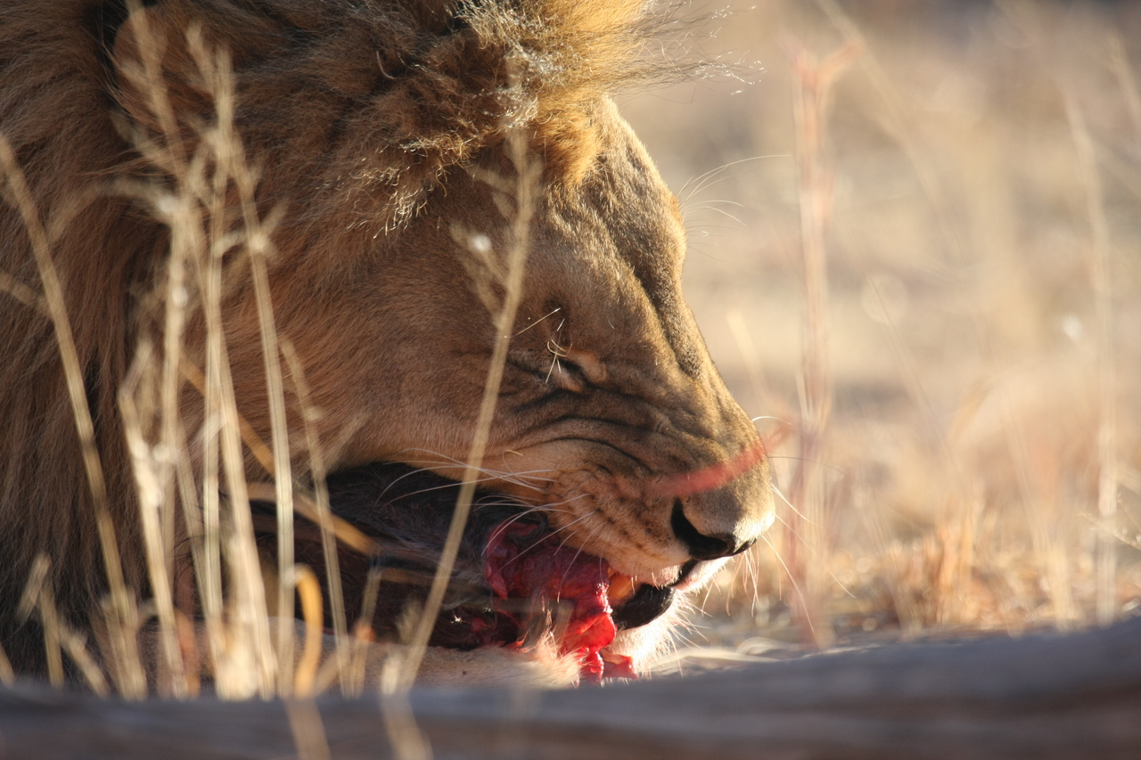 [7516] 2016_06_23_11_41_10_Africa_Canon_EOS_40D_IMG__08992.jpg