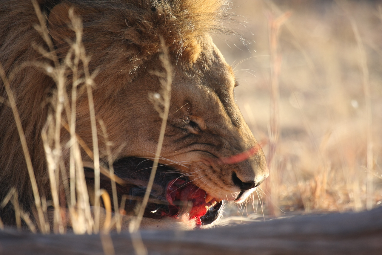 [7517] 2016_06_23_11_41_10_Africa_Canon_EOS_40D_IMG__08993.jpg