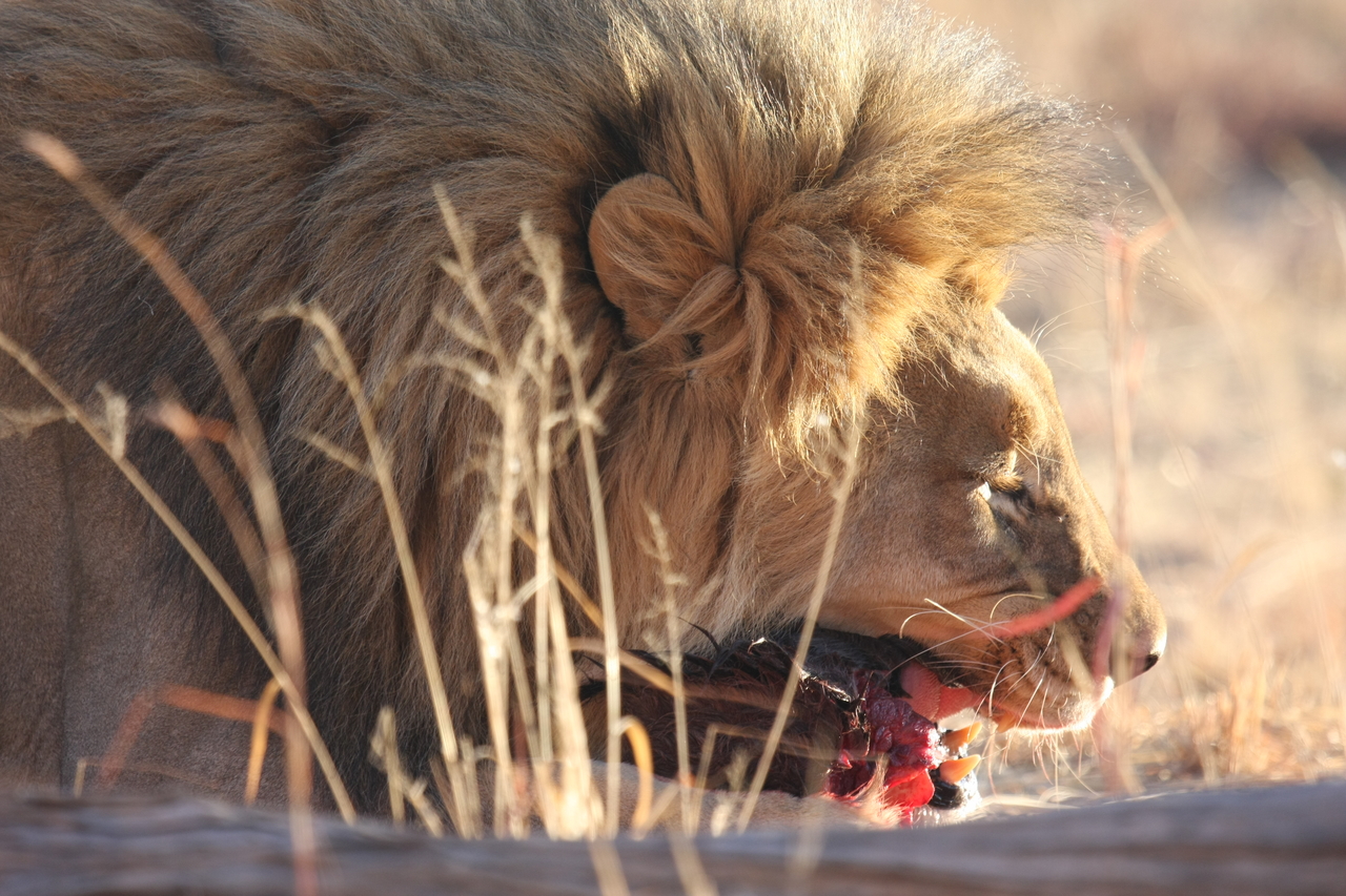 [7522] 2016_06_23_11_41_20_Africa_Canon_EOS_40D_IMG__08994.jpg