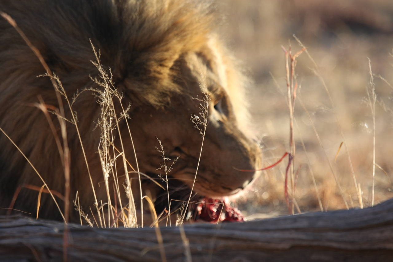 [7524] 2016_06_23_11_41_37_Africa_Canon_EOS_40D_IMG__00715.jpg