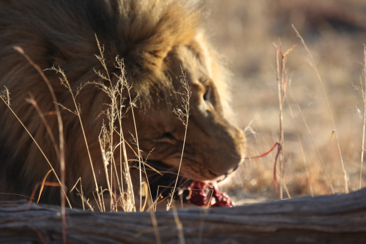 [7525] 2016_06_23_11_41_37_Africa_Canon_EOS_40D_IMG__00716.jpg