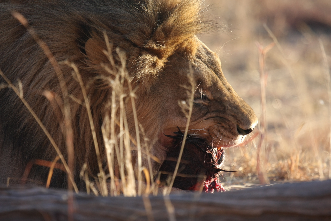 [7531] 2016_06_23_11_41_42_Africa_Canon_EOS_40D_IMG__00718.jpg