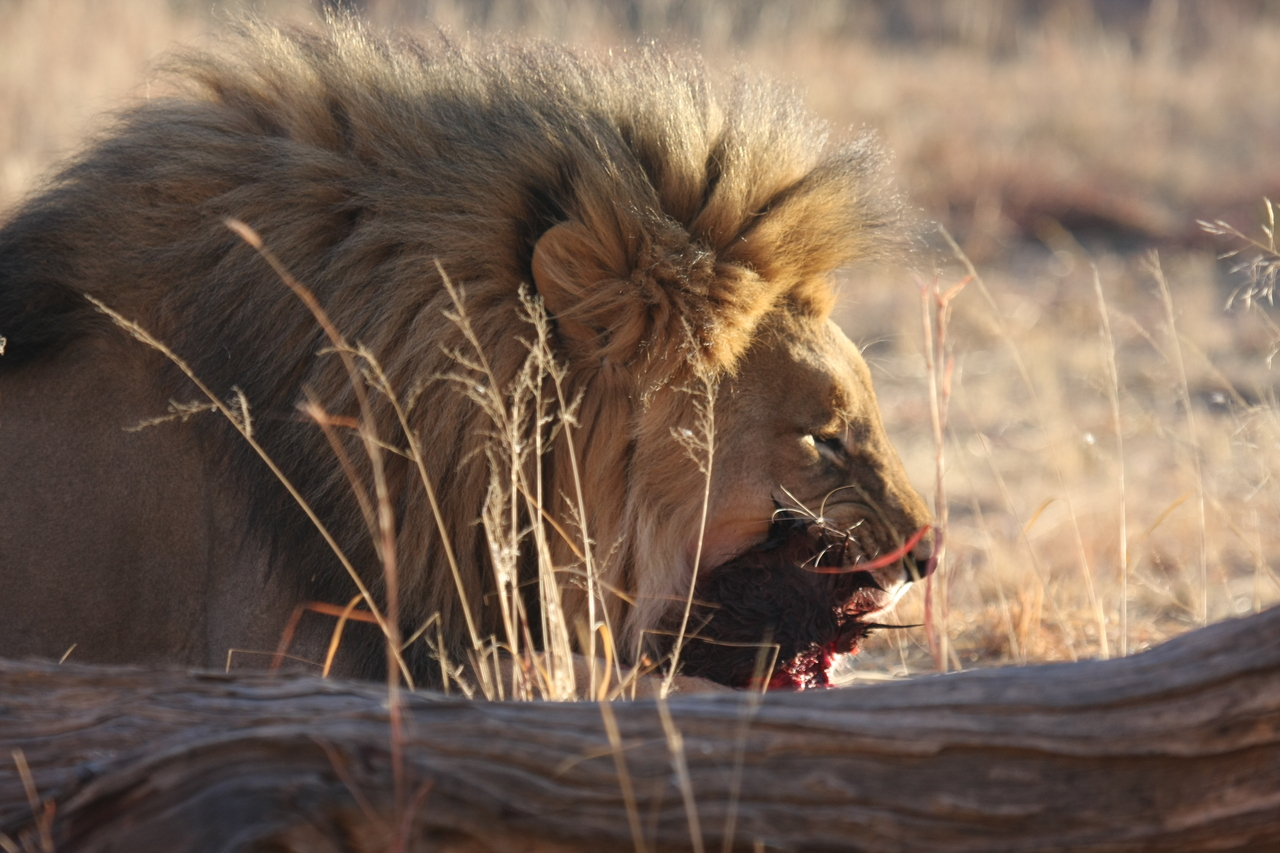 [7539] 2016_06_23_11_41_49_Africa_Canon_EOS_40D_IMG__00720.jpg