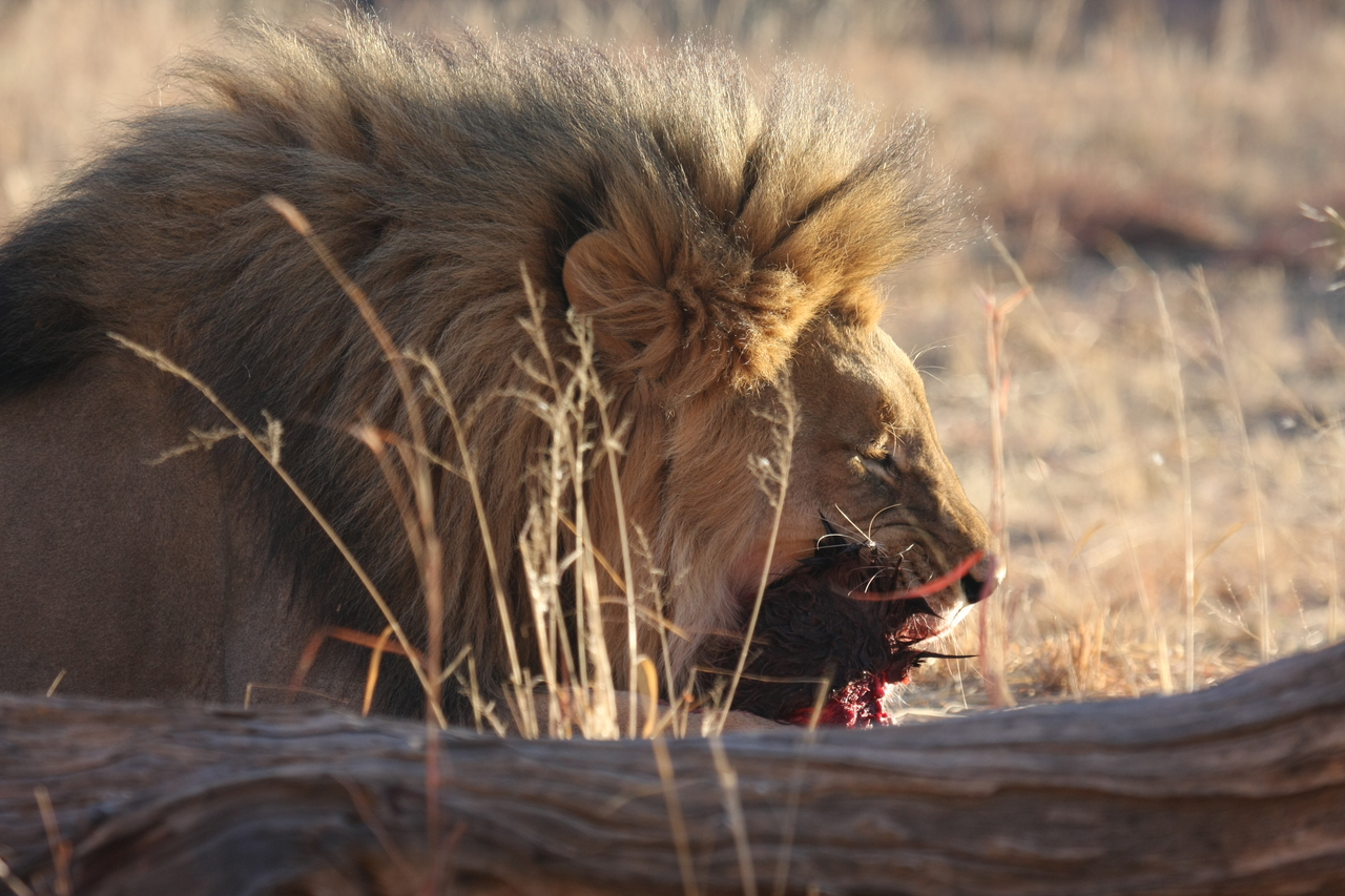 [7547] 2016_06_23_11_41_49_Africa_Canon_EOS_40D_IMG__09003.jpg