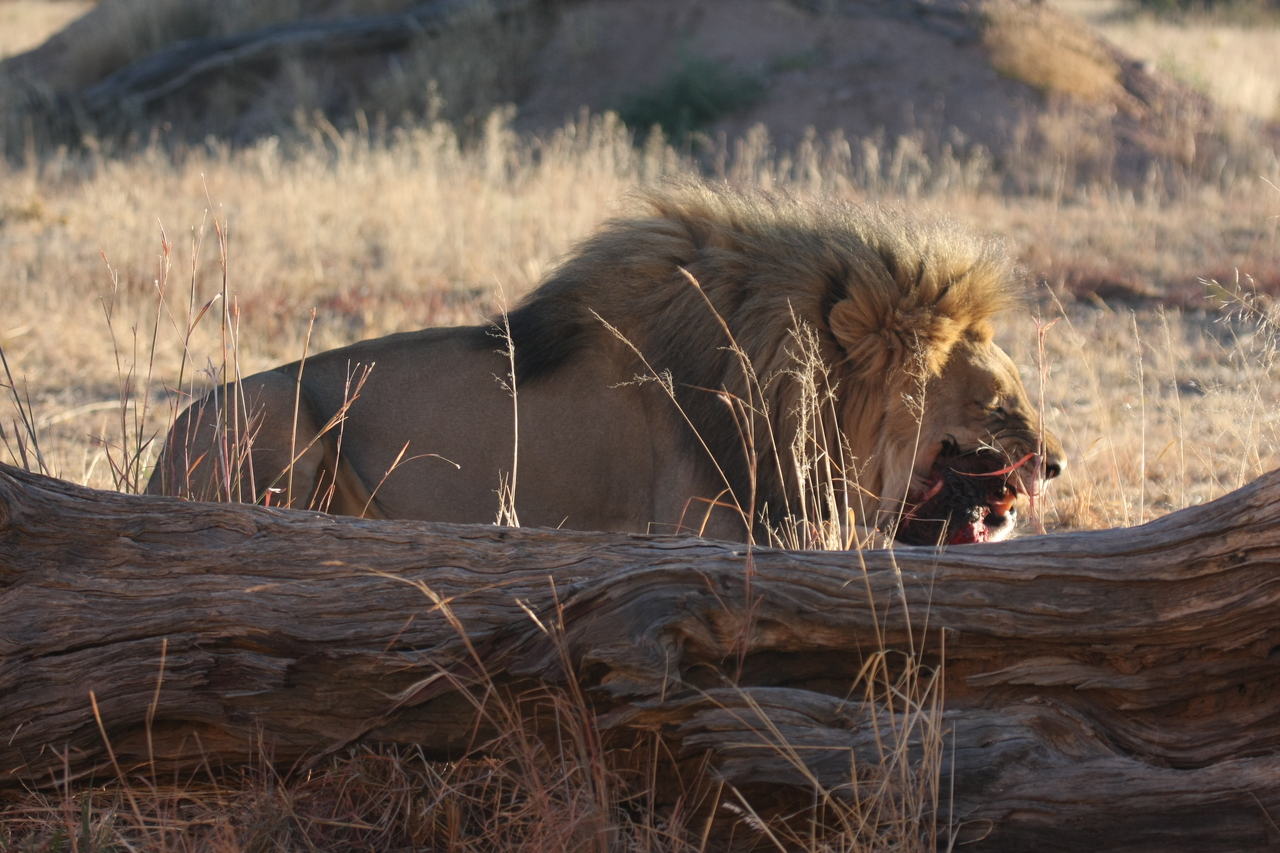 [7552] 2016_06_23_11_41_58_Africa_Canon_EOS_40D_IMG__01558.jpg