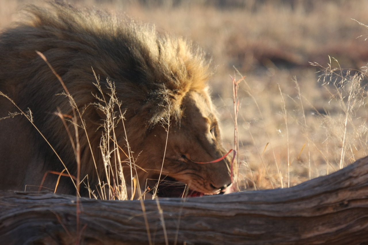 [7563] 2016_06_23_11_42_19_Africa_Canon_EOS_40D_IMG__00728.jpg