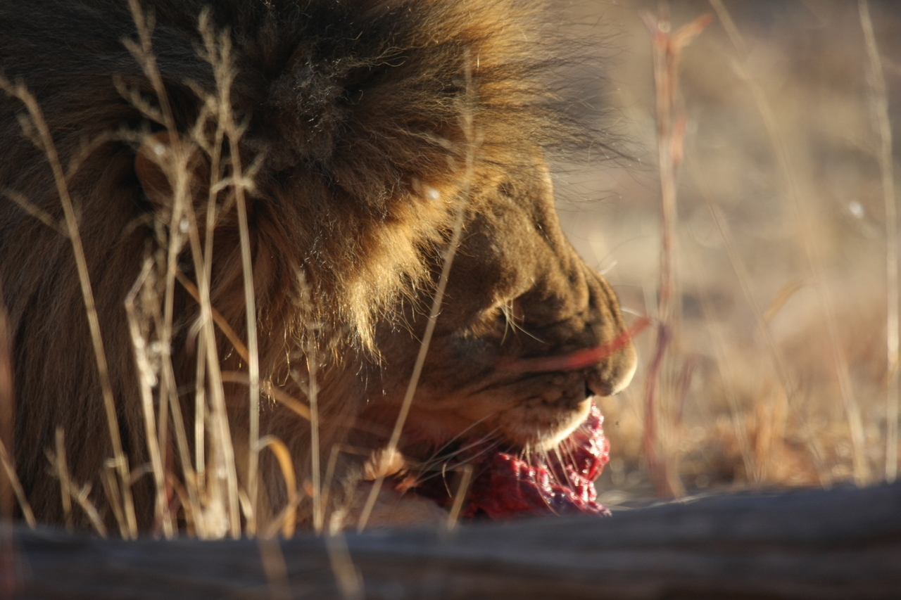 [7606] 2016_06_23_11_43_11_Africa_Canon_EOS_40D_IMG__01576.jpg