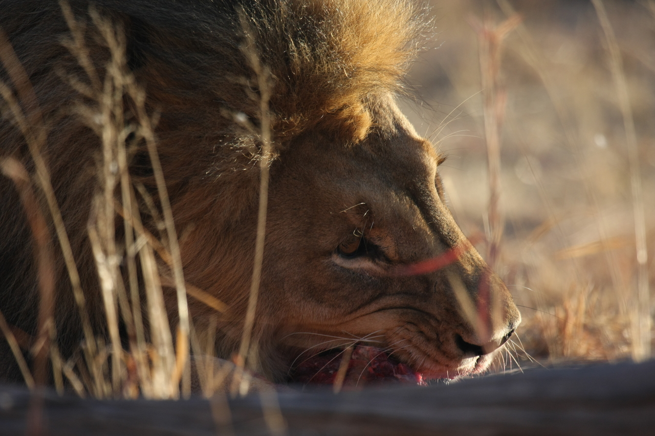 [7612] 2016_06_23_11_43_14_Africa_Canon_EOS_40D_IMG__00745.jpg