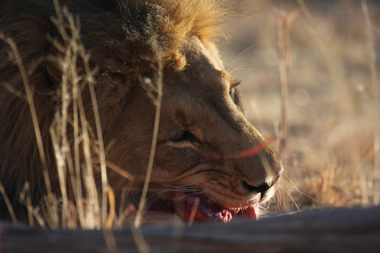 [7630] 2016_06_23_11_43_19_Africa_Canon_EOS_40D_IMG__09030.jpg