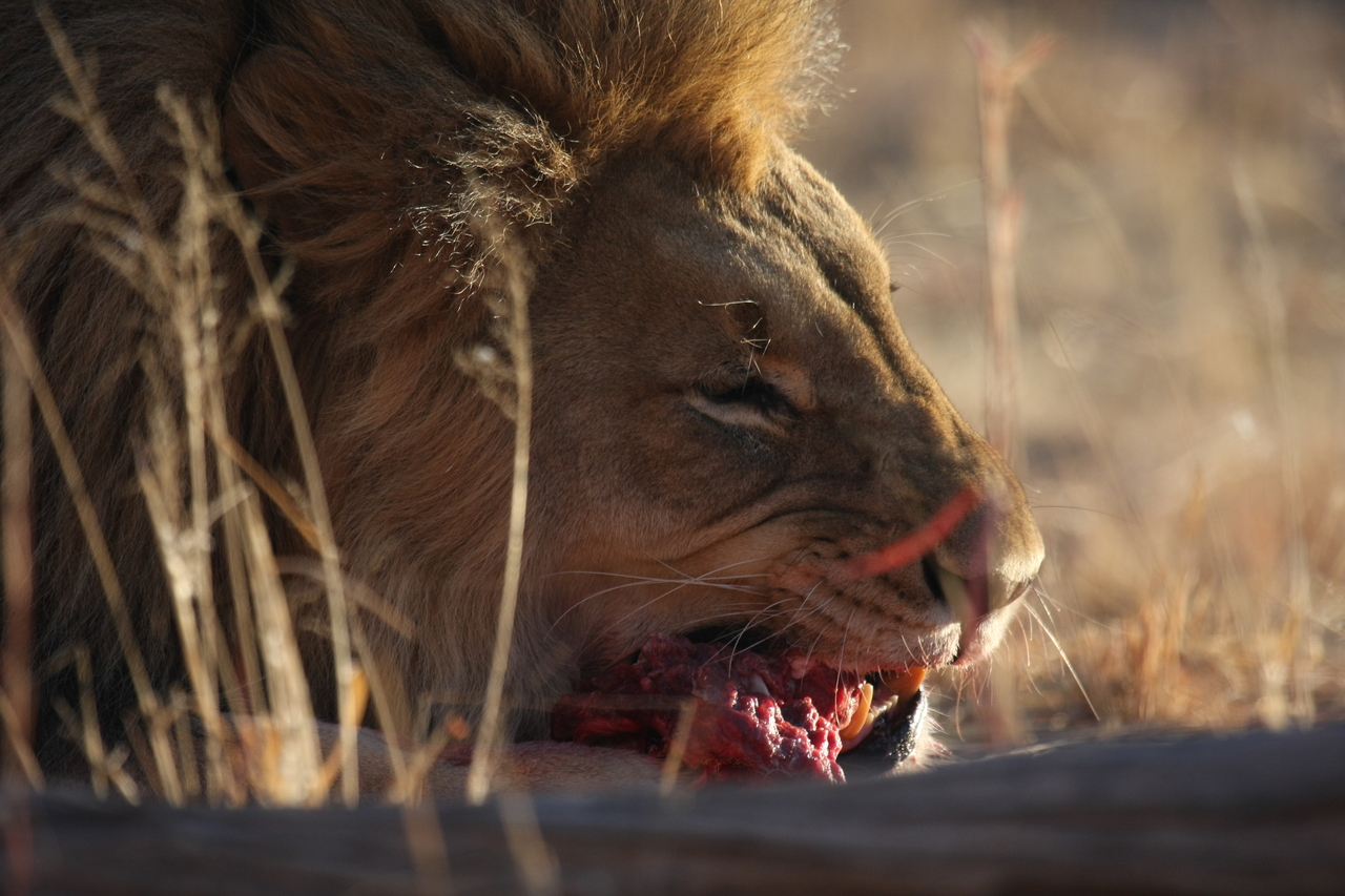 [7642] 2016_06_23_11_43_22_Africa_Canon_EOS_40D_IMG__09034.jpg