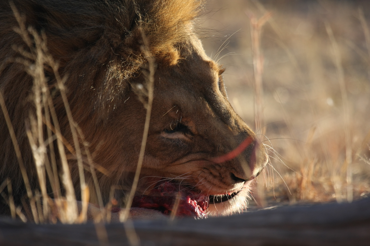 [7644] 2016_06_23_11_43_26_Africa_Canon_EOS_40D_IMG__00975.jpg