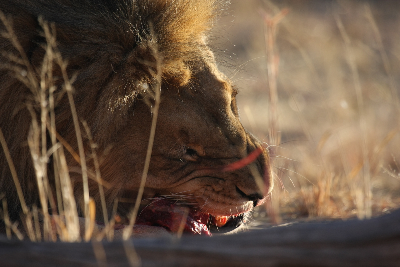 [7652] 2016_06_23_11_43_26_Africa_Canon_EOS_40D_IMG__09319.jpg