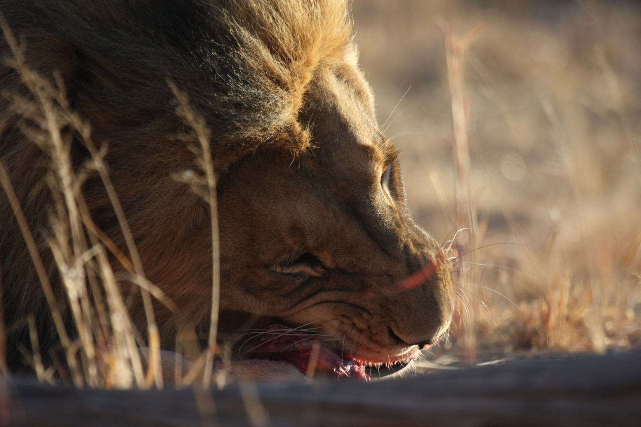 [7657] 2016_06_23_11_43_28_Africa_Canon_EOS_40D_IMG__09330.jpg