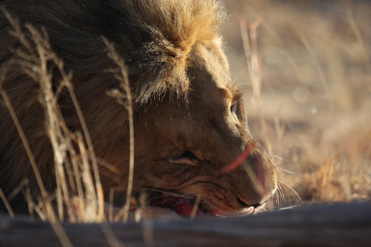 [7660] 2016_06_23_11_43_29_Africa_Canon_EOS_40D_IMG__01905.jpg