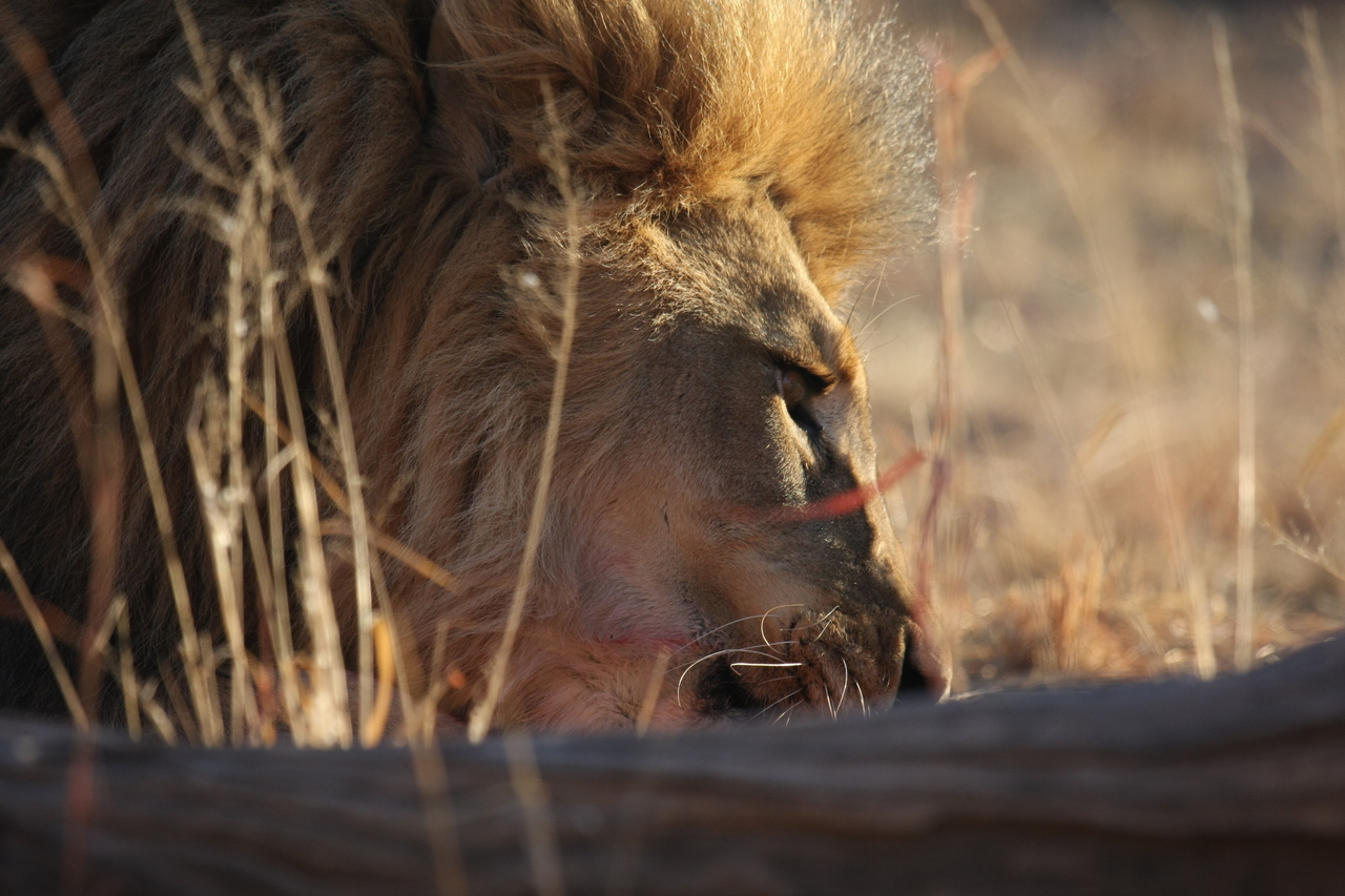 [7729] 2016_06_23_11_44_03_Africa_Canon_EOS_40D_IMG__09257.jpg