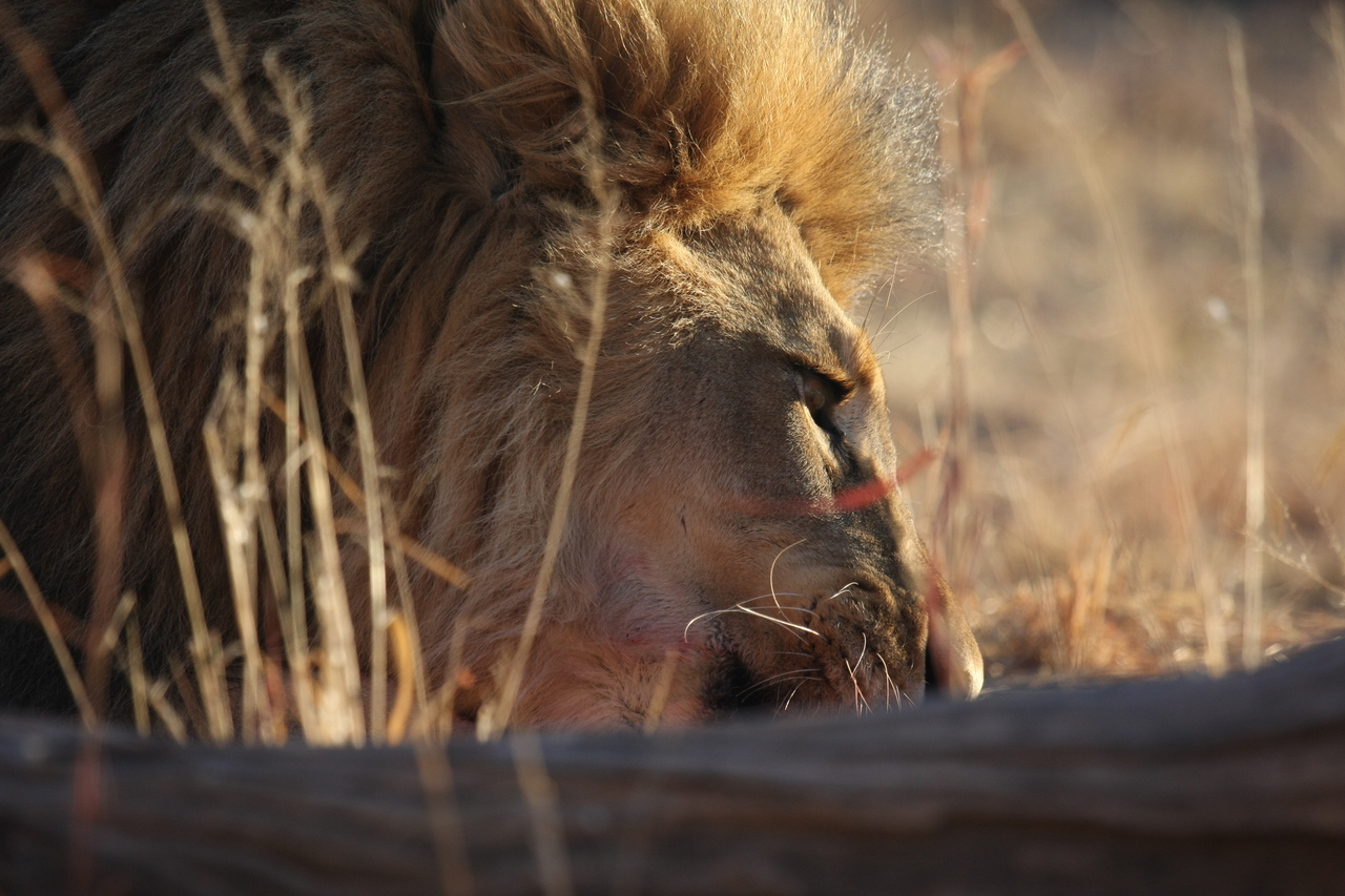 [7732] 2016_06_23_11_44_04_Africa_Canon_EOS_40D_IMG__09268.jpg