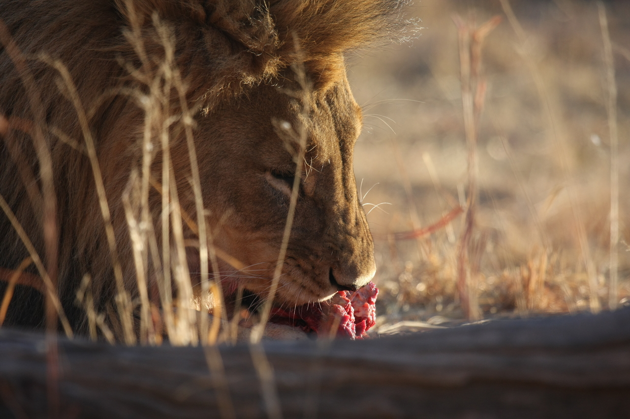 [7734] 2016_06_23_11_44_13_Africa_Canon_EOS_40D_IMG__01009.jpg