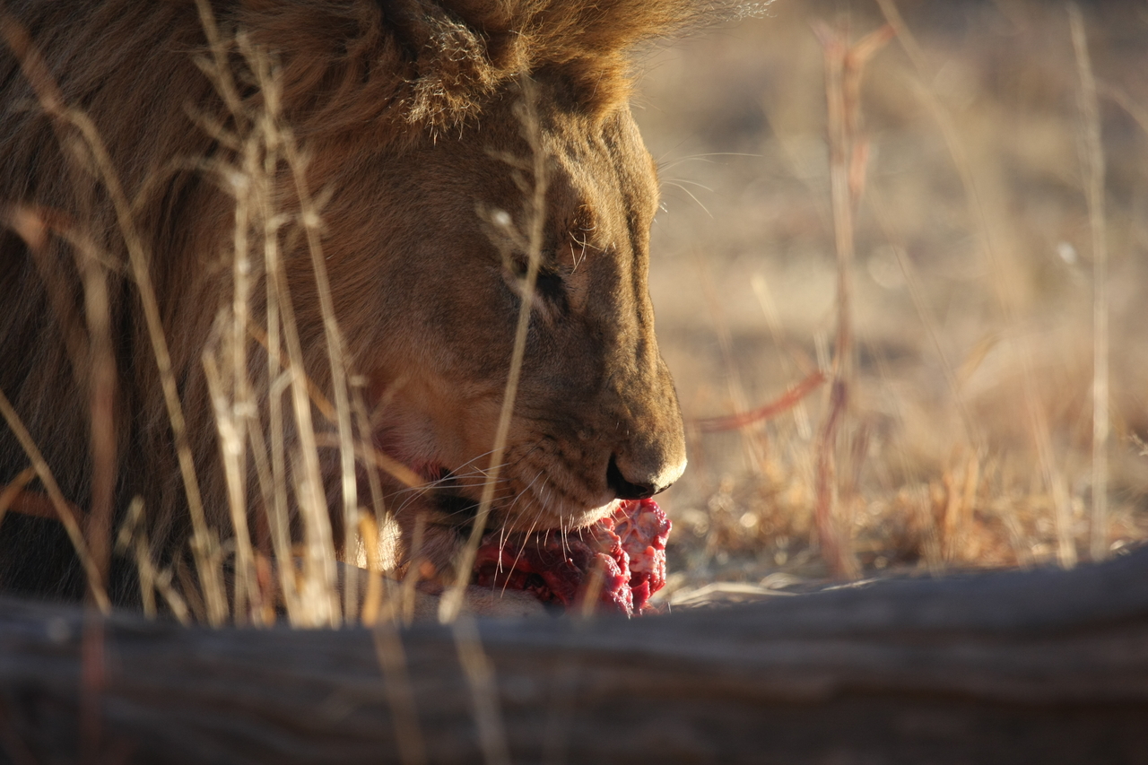 [7735] 2016_06_23_11_44_13_Africa_Canon_EOS_40D_IMG__01832.jpg