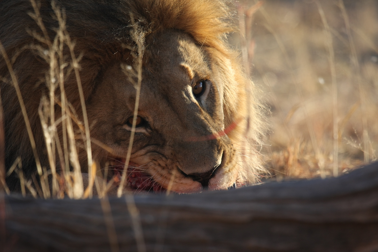 [7739] 2016_06_23_11_44_26_Africa_Canon_EOS_40D_IMG__01020.jpg