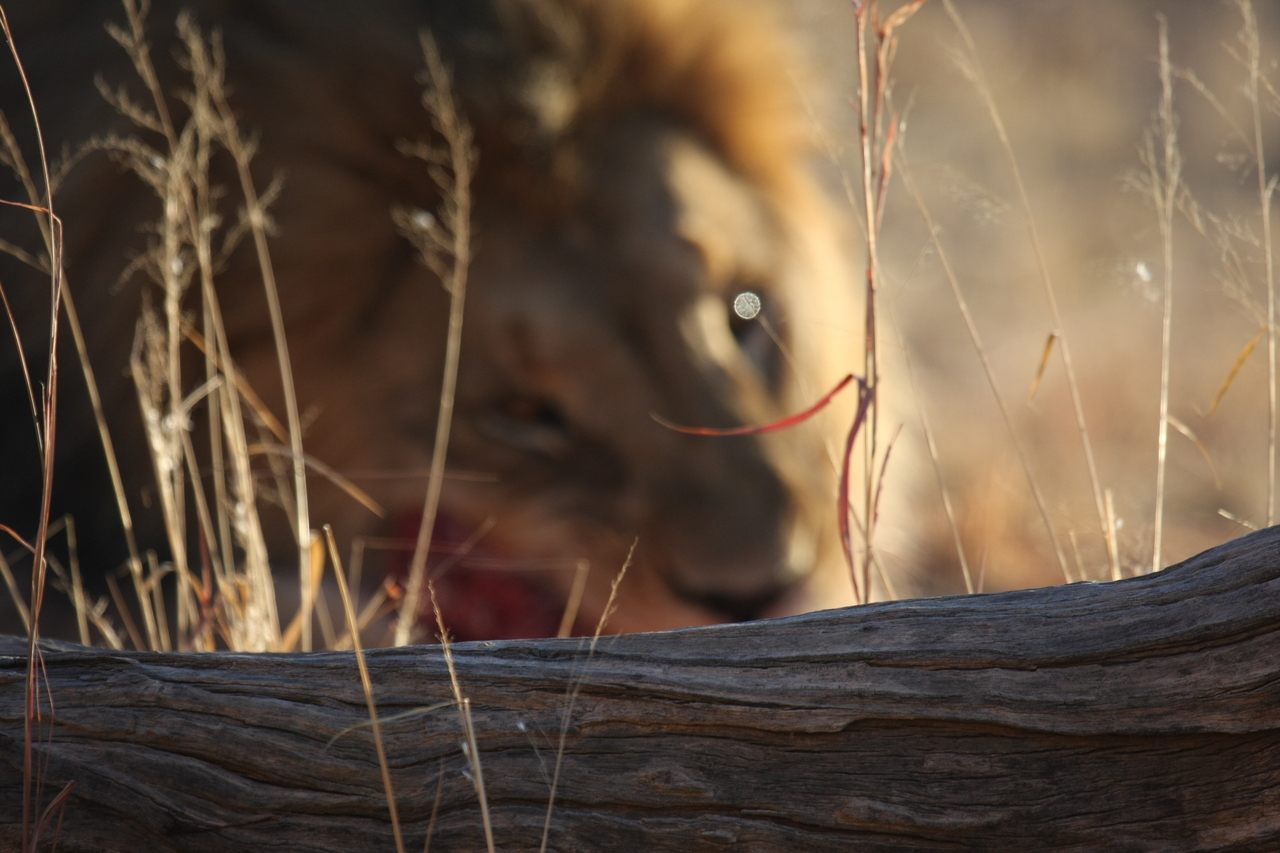 [7749] 2016_06_23_11_44_27_Africa_Canon_EOS_40D_IMG__01858.jpg