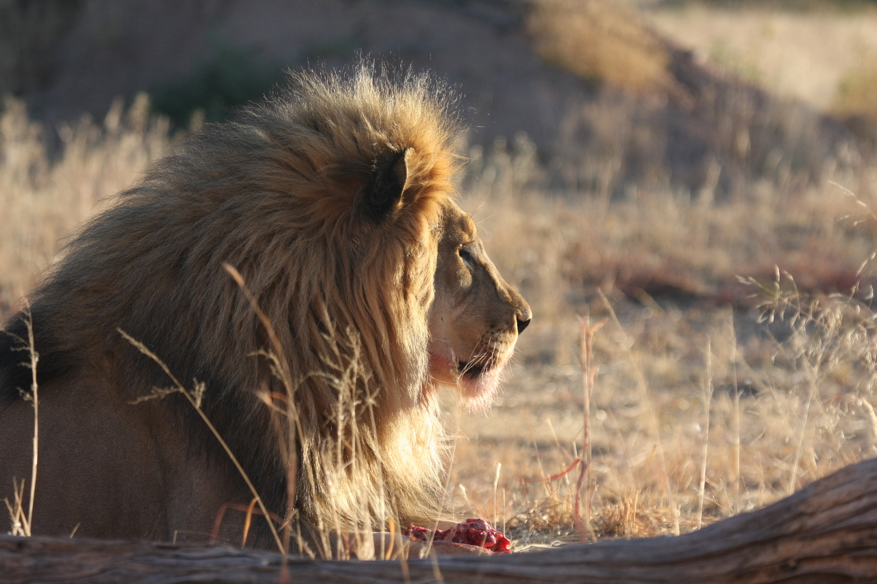 [7776] 2016_06_23_11_45_15_Africa_Canon_EOS_40D_IMG__09314.jpg