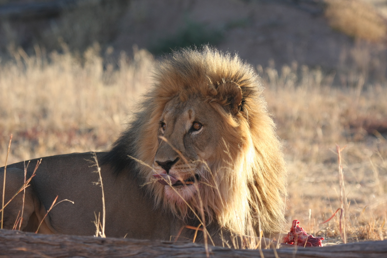 [7808] 2016_06_23_11_46_02_Africa_Canon_EOS_40D_IMG__09325.jpg