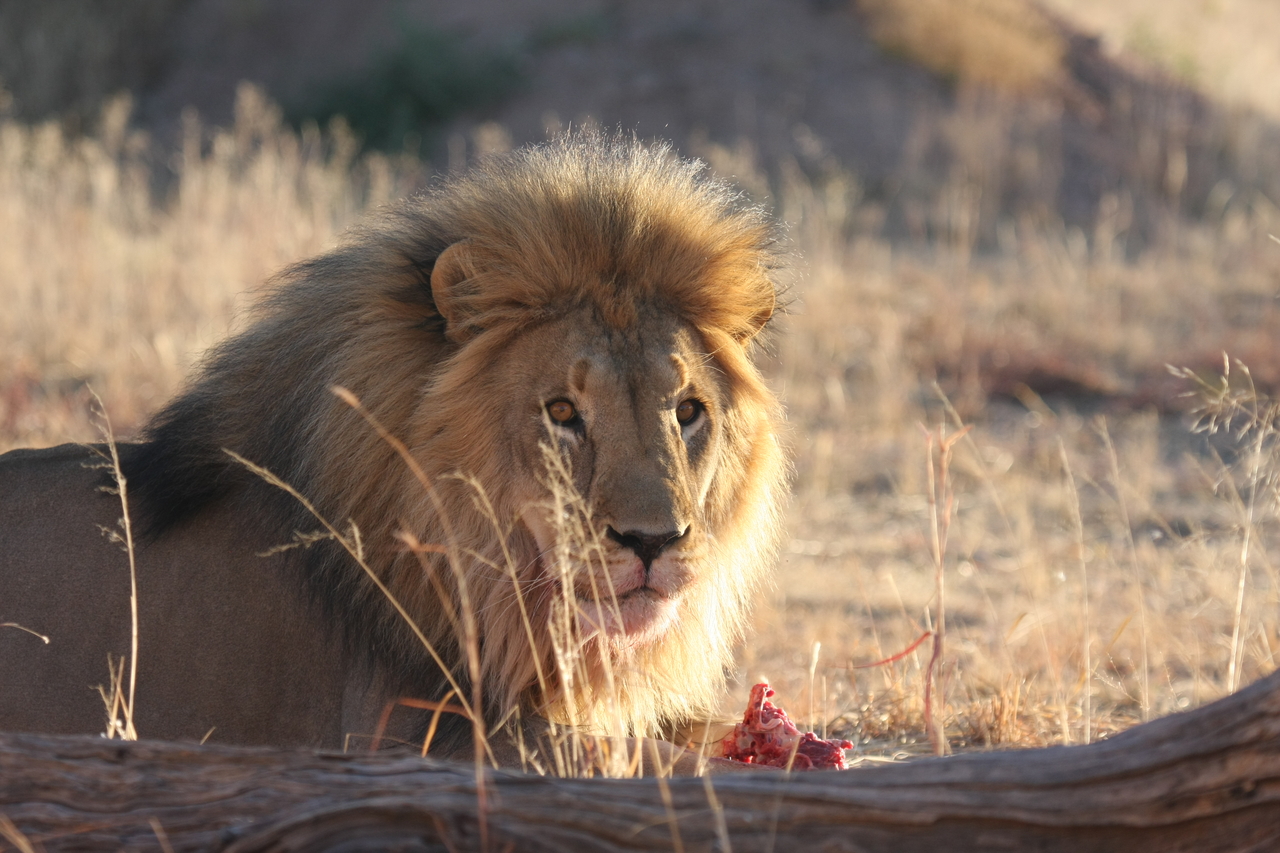 [7811] 2016_06_23_11_46_03_Africa_Canon_EOS_40D_IMG__01047.jpg