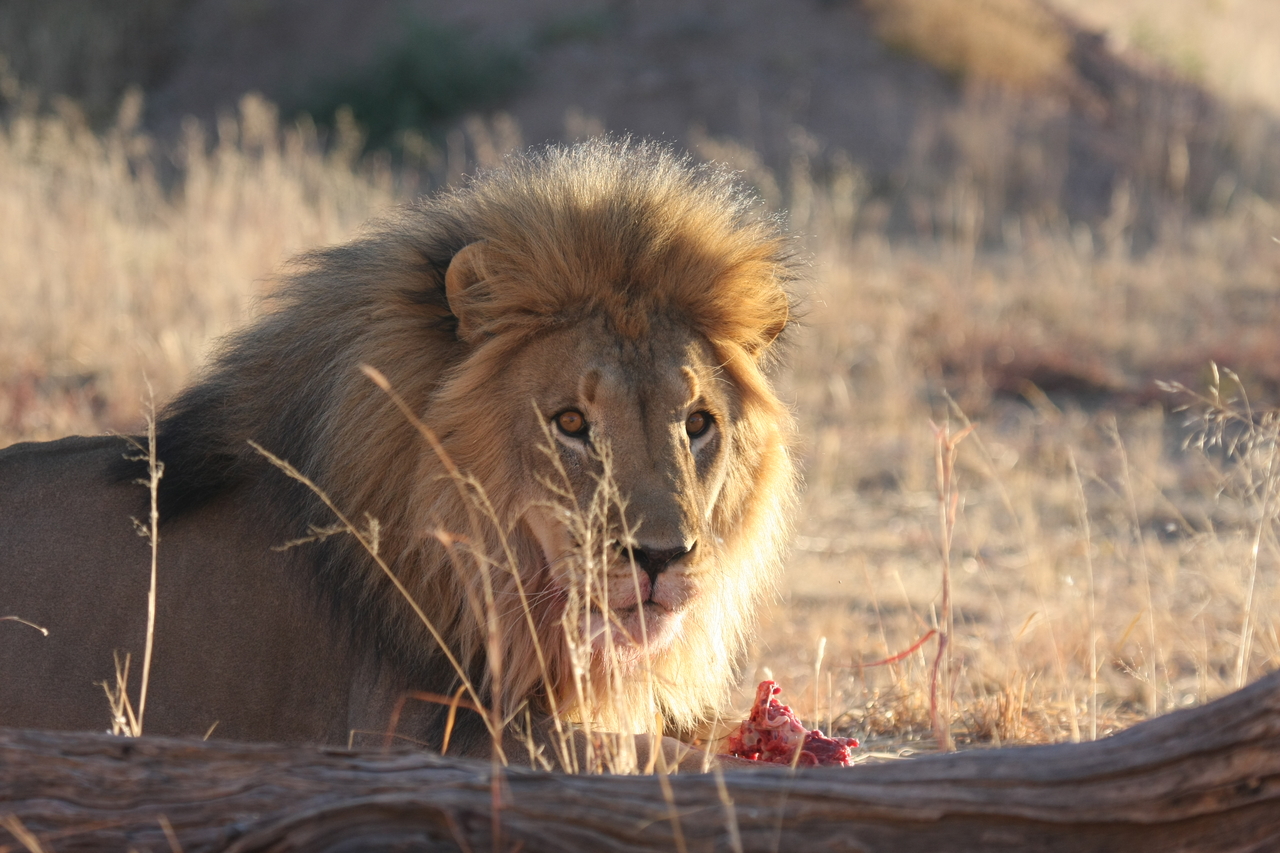 [7818] 2016_06_23_11_46_04_Africa_Canon_EOS_40D_IMG__09329.jpg