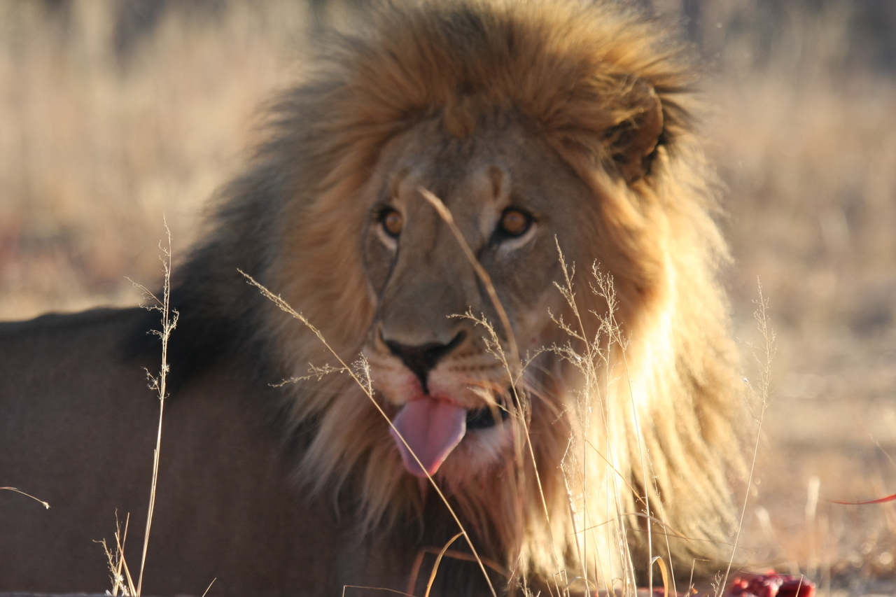 [7839] 2016_06_23_11_46_22_Africa_Canon_EOS_40D_IMG__09333.jpg