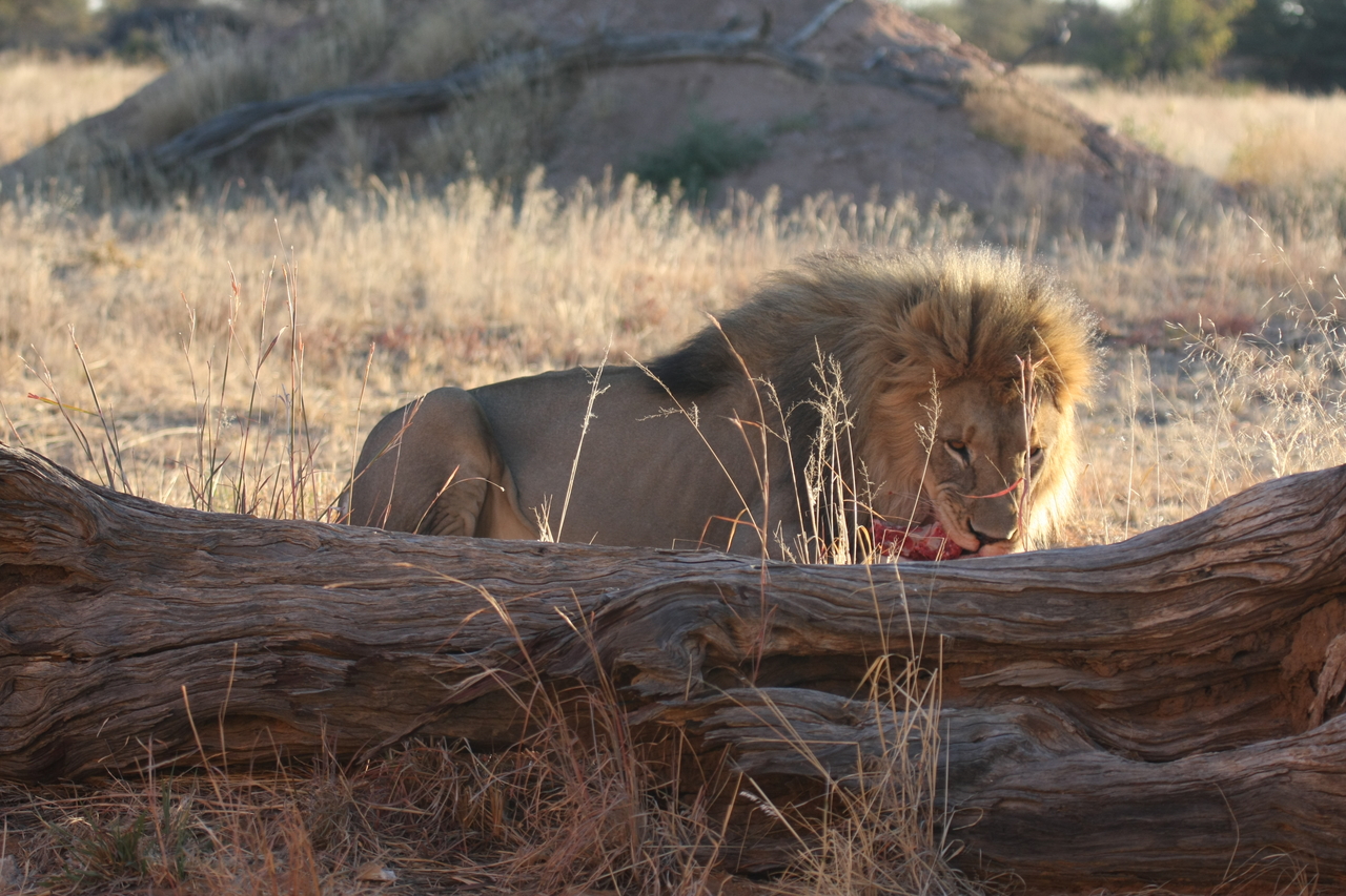 [7943] 2016_06_23_11_48_05_Africa_Canon_EOS_40D_IMG__01922.jpg